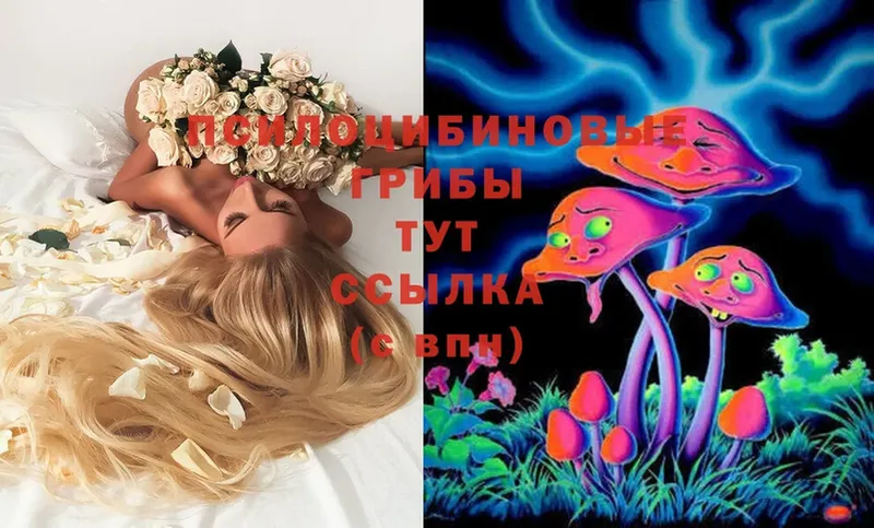 Галлюциногенные грибы Psilocybe  купить наркоту  Динская 